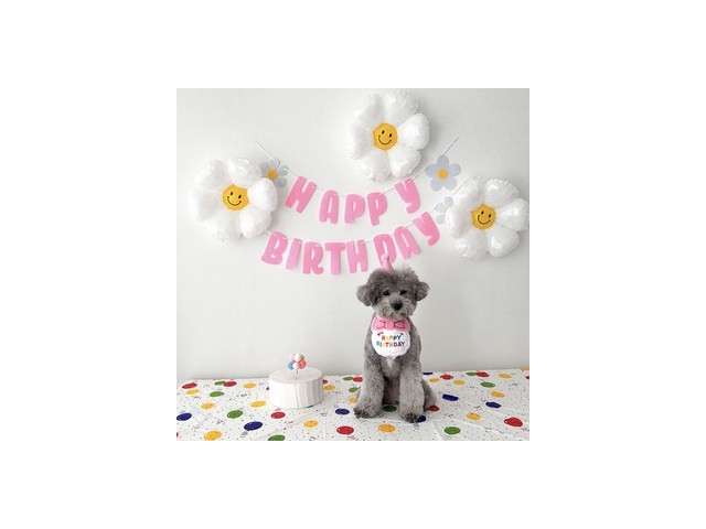 강아지생일용품세트 추천 제품 구매 가격 가이드