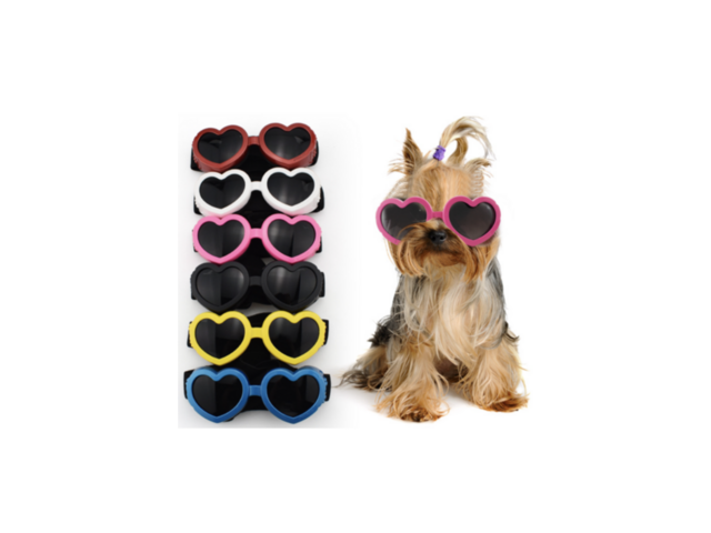 도글라스 가이드 정보 공유