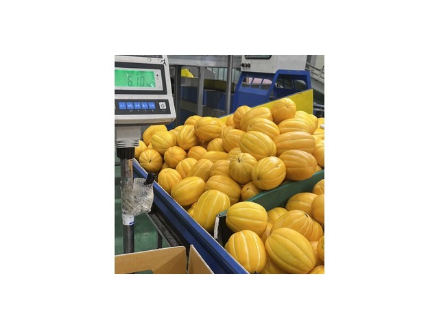 성주참외의생산지 추천 고객 만족도 높은 제품 소개